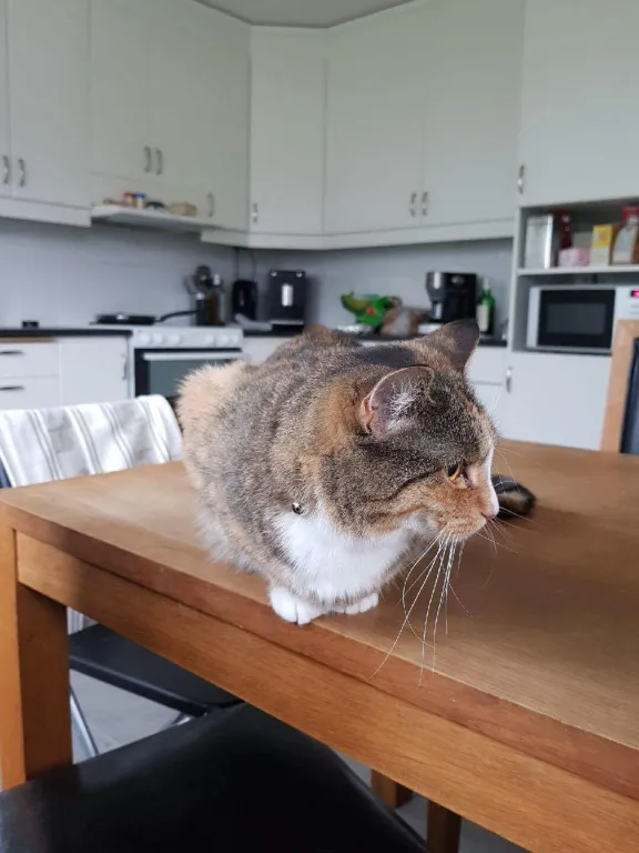 Tiara