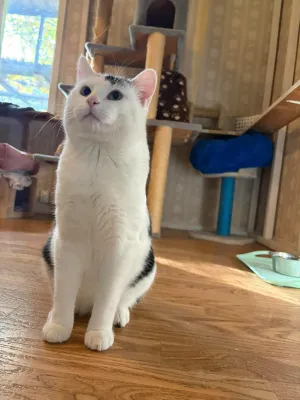 Bo-Ko