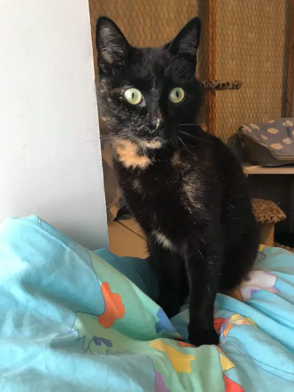 Neera