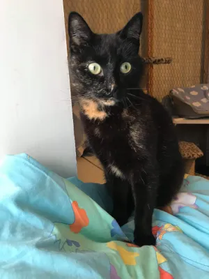 Neera
