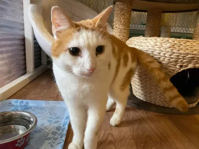 Pelle Katt
