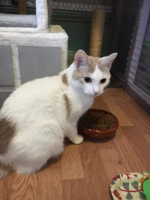 Linus