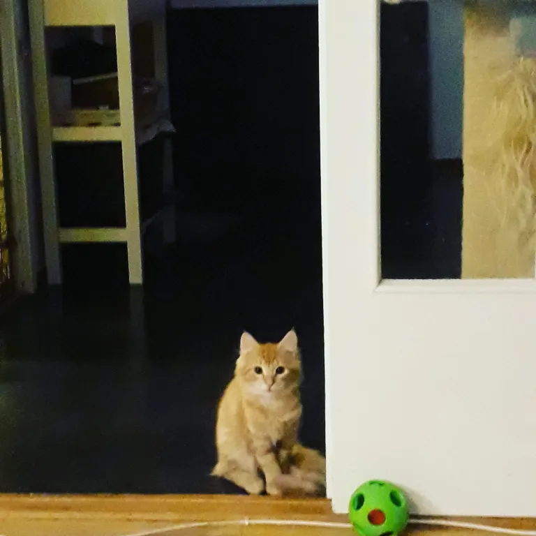Hannes