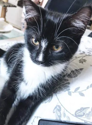 Nova