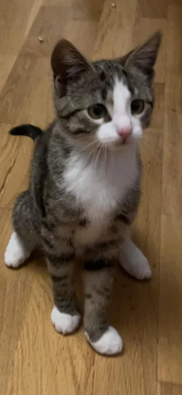 Freya A