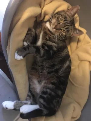 Milla
