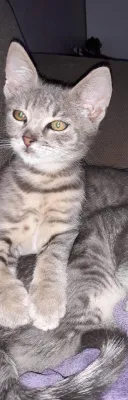 Boris