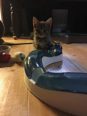 Arya