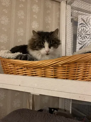 Zimba