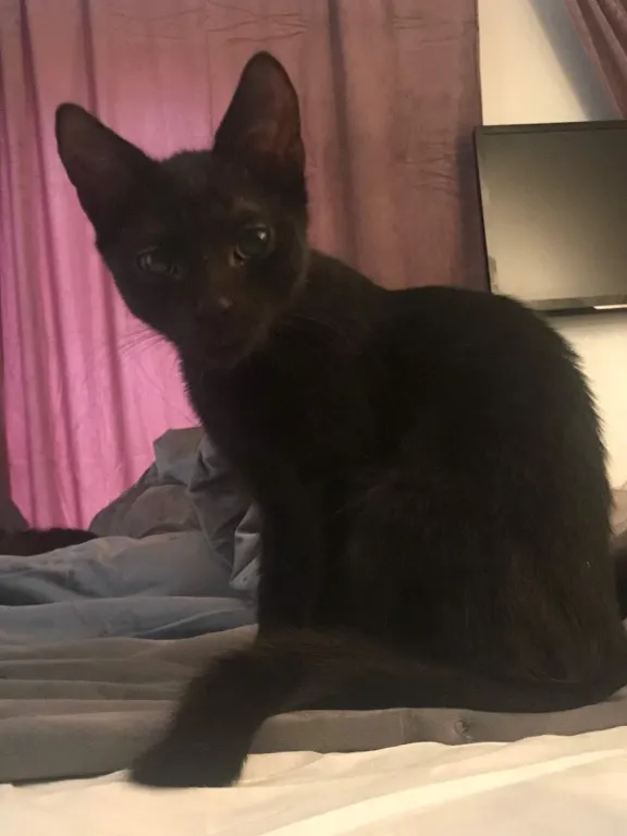 Bagheera