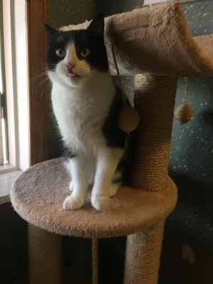 Lori