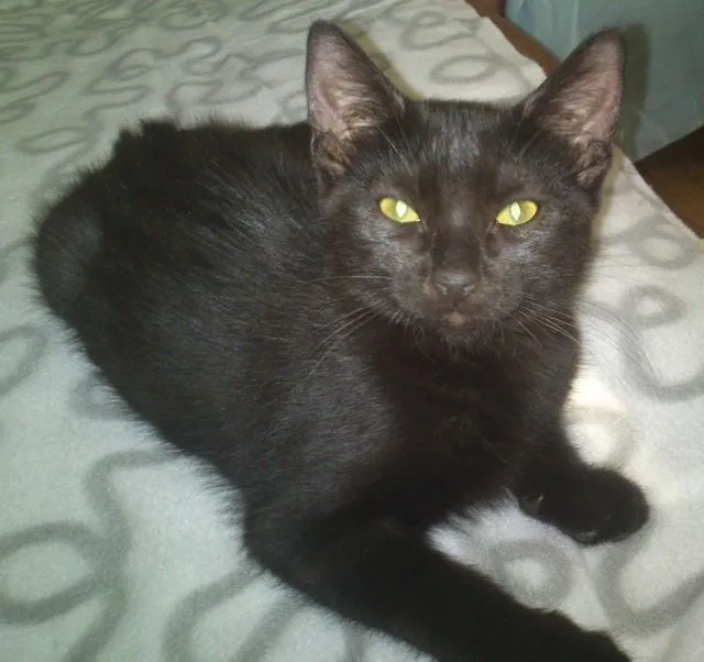 Calypso
