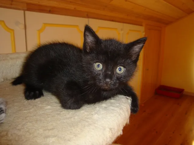Cato