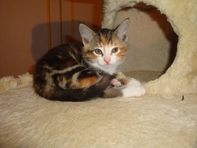 Charmie