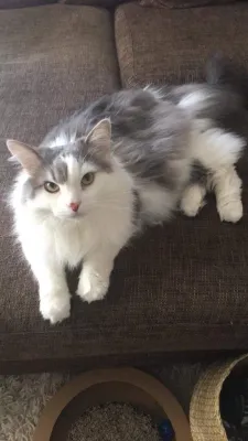 Chili