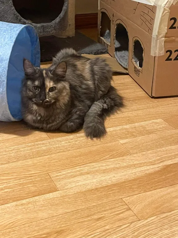 Ronja