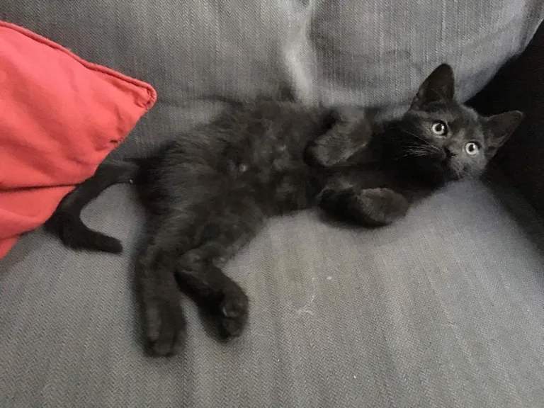 Drogon