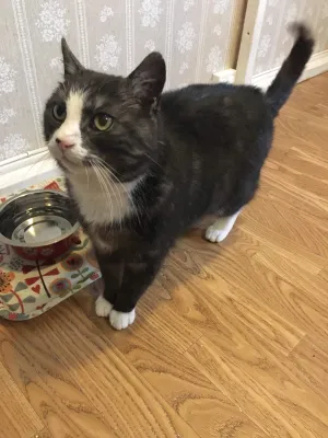 Findus K