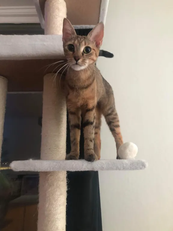 Nala