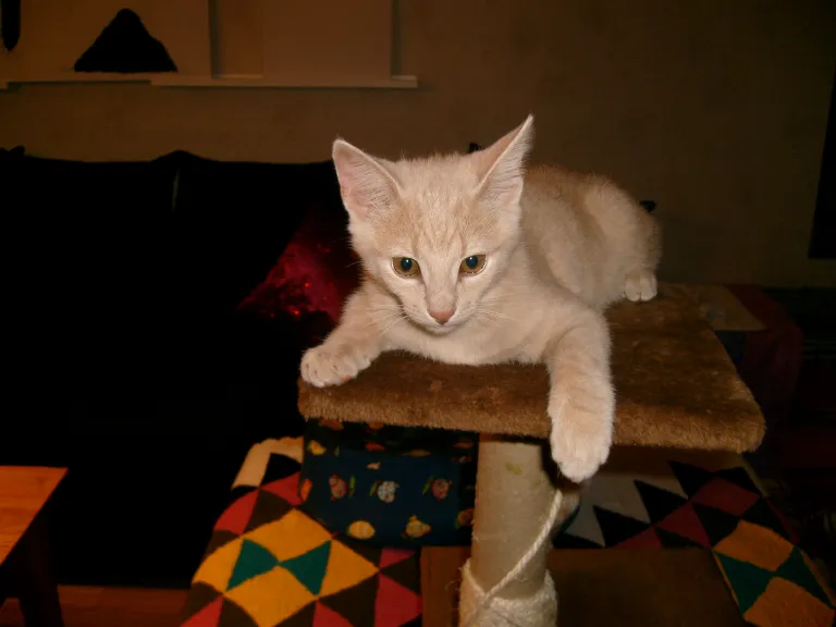 Elias