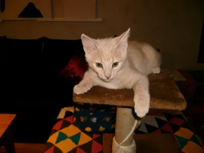 Elias