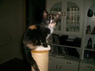 Elsie