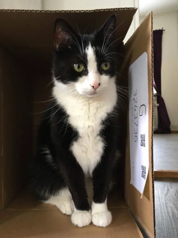 Samson