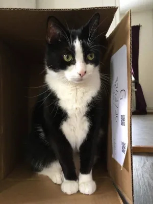 Samson