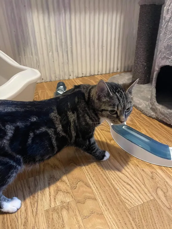 Fifi Katt