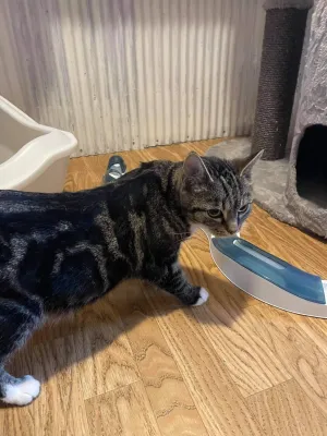 Fifi Katt