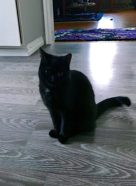 Miss Sputnick