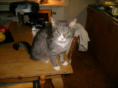 Felix