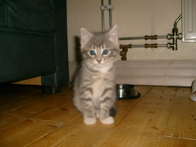 Fonzie (Fionas barn)