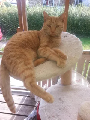 Gustav