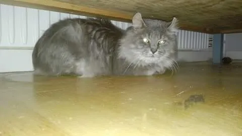 Håkan