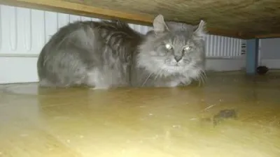 Håkan