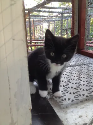 Gabriel
