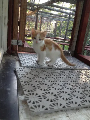 Garfield
