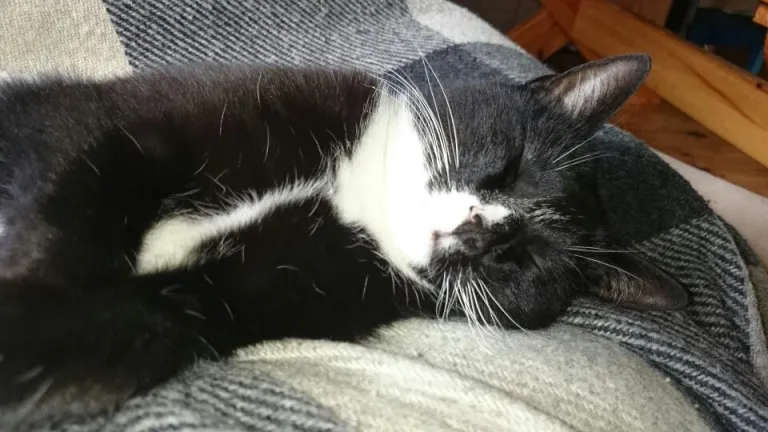Inez
