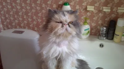 Isa