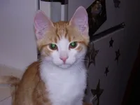 Joe