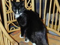 Kasper 2