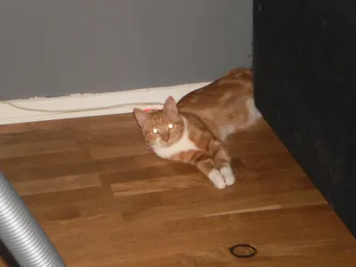 Krutis
