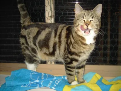 Lenita