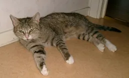 Maja 1