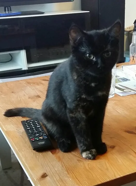 Maja