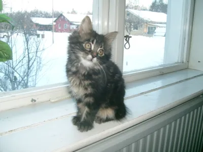 Merlin