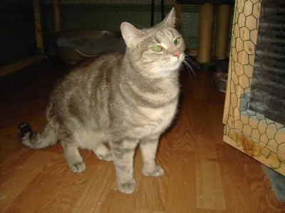 MissanMysan