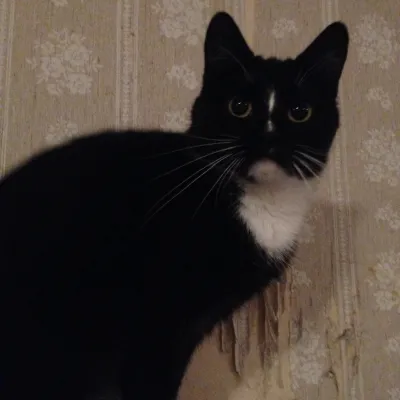 Molly