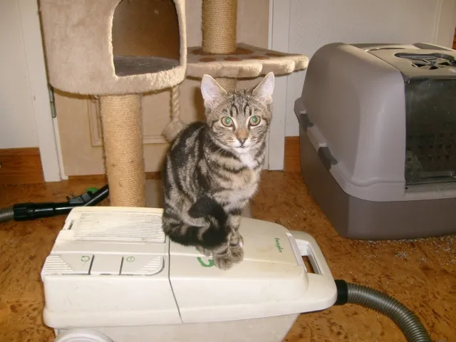 Morris